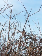 Passerella iliaca iliaca