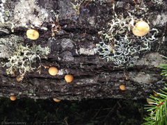 Cryptoporus volvatus