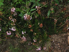 Erica vagans