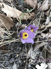 Pulsatilla grandis