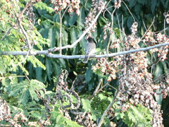 Tyrannus caudifasciatus