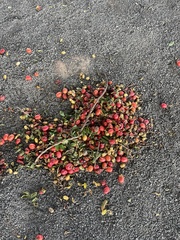 Spondias purpurea