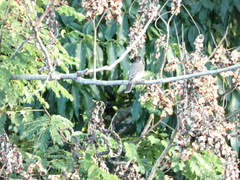 Tyrannus caudifasciatus