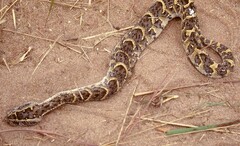 Bitis arietans arietans