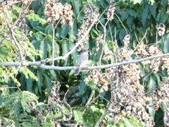 Tyrannus caudifasciatus