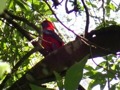 Platycercus elegans elegans