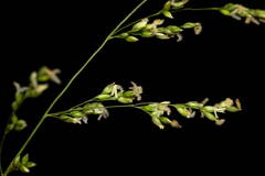 Panicum antidotale