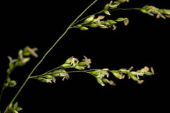 Panicum antidotale