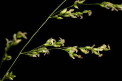 Panicum antidotale