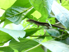 Anolis lineatopus