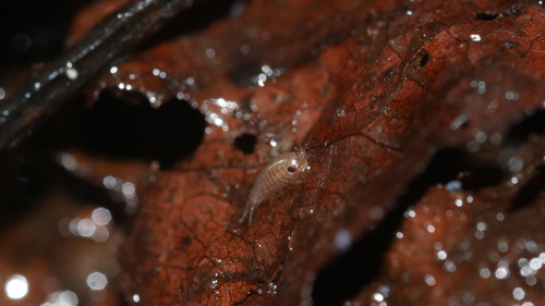 Eastern Rockslater photo 4