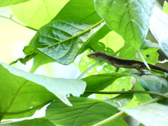 Anolis lineatopus