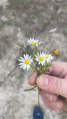 Aphanostephus ramosissimus