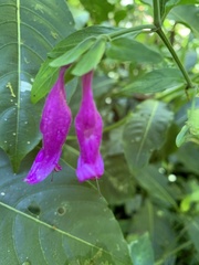 Mirabilis jalapa
