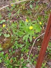 Ranunculus cassubicus