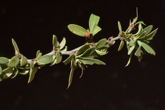 Berberis microphylla