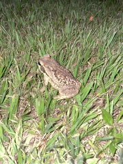 Rhinella diptycha