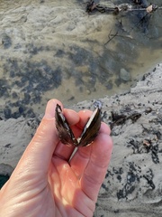 Uniomerus columbensis