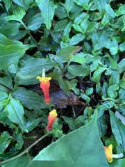 Centropogon granulosus