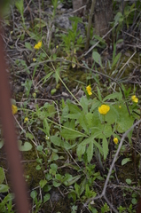Ranunculus cassubicus