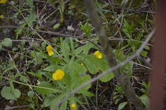 Ranunculus cassubicus
