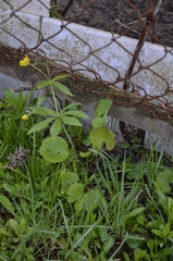Ranunculus cassubicus