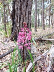 Dipodium punctatum