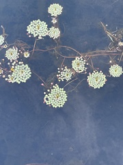 Ludwigia sedoides