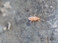 Eutrombidiidae