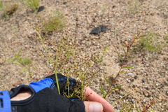 Fimbristylis quinquangularis quinquangularis