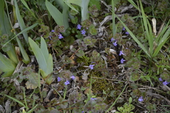 Glechoma hederacea