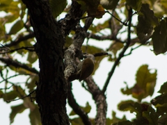 Colaptes auricularis