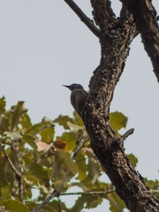 Colaptes auricularis