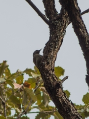 Colaptes auricularis