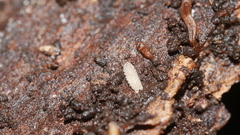 Haplophthalmus danicus