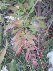 Daucus carota