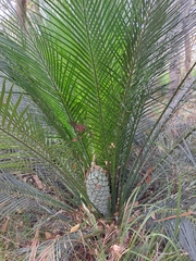 Macrozamia communis