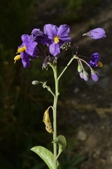 Solanum crispum