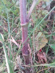 Daucus carota