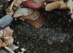 Brachidontes granulatus