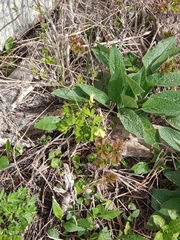 Corydalis bracteata