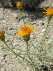 Adenophyllum cooperi