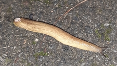 Testacella haliotidea