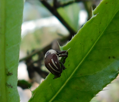 Sternuchopsis karelinii