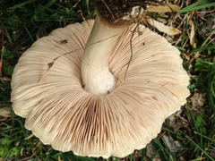 Pluteus petasatus