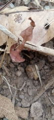 Phyllocrania paradoxa