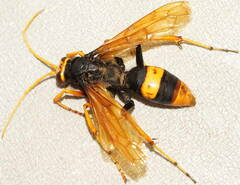 Cryptocheilus bicolor