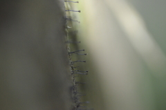 Chaenotheca brunneola