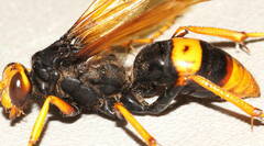 Cryptocheilus bicolor