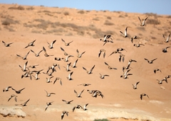 Pterocles orientalis